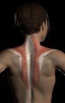 Zone 2 Trapezius Zone