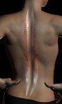 Zone 3 Para-spinal Zone